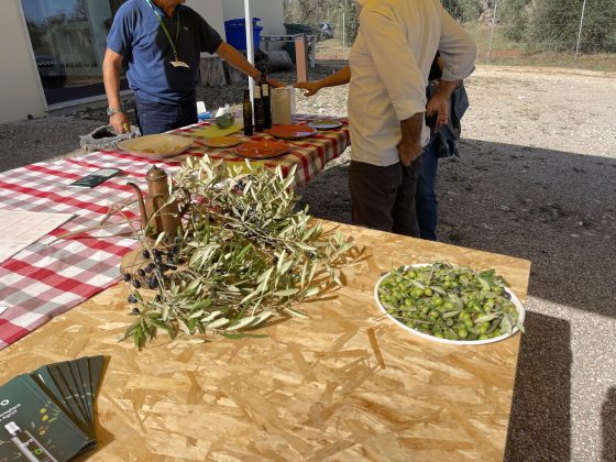 “L’olivicoltura nel Salento non è morta”. L’esempio di Agro a Surbo. “Tipica Mediterranea”, cobranding e sostenibilità per vincere la sfida del mercato - Corriere Salentino