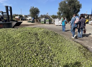 “L’olivicoltura nel Salento non è morta”. L’esempio di Agro a Surbo. “Tipica Mediterranea”, cobranding e sostenibilità per vincere la sfida del mercato
