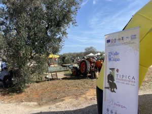 “L’olivicoltura nel Salento non è morta”. L’esempio di Agro a Surbo. “Tipica Mediterranea”, cobranding e sostenibilità per vincere la sfida del mercato - Corriere Salentino