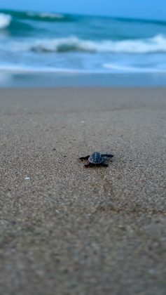 Le tartarughe marine “scelgono” sempre di più il Salento per le nidificazione: il record di “Riva di Ugento” - Corriere Salentino