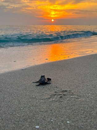 Le tartarughe marine “scelgono” sempre di più il Salento per le nidificazione: il record di “Riva di Ugento” - Corriere Salentino
