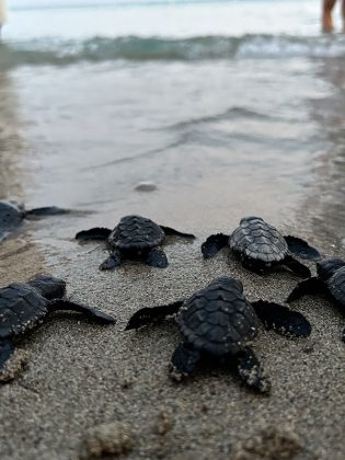 Le tartarughe marine “scelgono” sempre di più il Salento per le nidificazione: il record di “Riva di Ugento” - Corriere Salentino