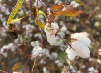 Torna in Puglia il cotone made in Italy