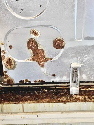 Case popolari del Comune di Lecce, Guido: "Allarme blatte e rifiuti: situazione intollerabile, si intervenga subito" - Corriere Salentino