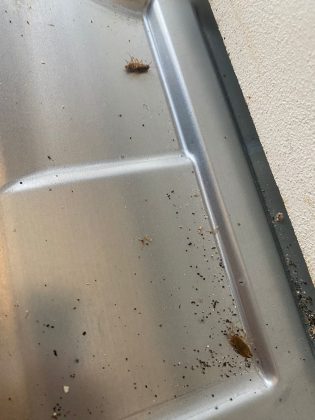 Case popolari del Comune di Lecce, Guido: "Allarme blatte e rifiuti: situazione intollerabile, si intervenga subito" - Corriere Salentino