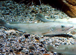 Nei mari del Salento: il merluzzo