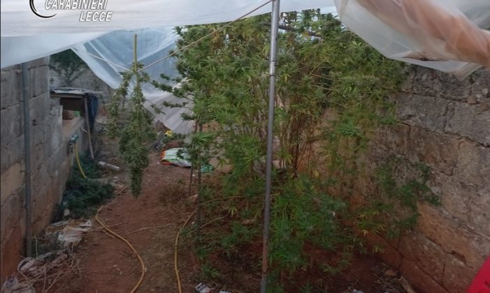 Le piante di marijuana fuoriescono dalla serra artigianale, in casa altra droga: 46enne nei guai - Corriere Salentino