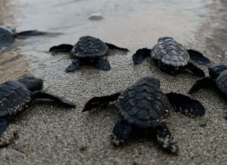 Le tartarughe marine “scelgono” sempre di più il Salento per le nidificazione: il record di “Riva di Ugento”