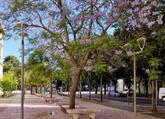 Verde urbano cresce (ma poco) in Puglia. Gli alberi abbassano le temperature città di 1,5 gradi