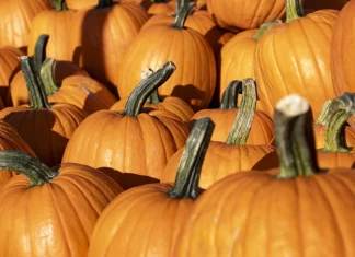 Come cucinare la zucca: tutti i segreti per portare in tavola i sapori dell’autunno
