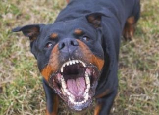 Padroni “distratti”, lasciano liberi i propri cani ed è strage di gatti, raffica di segnalazioni alle autorità