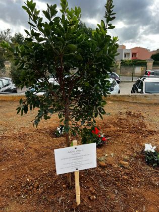 “Giornata Nazionale degli Alberi 2023”. Al Meucci di Casarano un nuovo albero per la speranza - Corriere Salentino