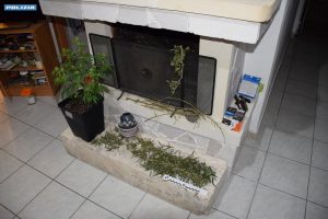 In casa una serra di marijuana, altra droga nel congelatore: 39enne ai domiciliari - Corriere Salentino