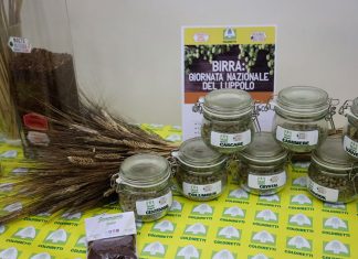 Crolla del 16% la produzione di orzo in Puglia ma anche quella del luppolo in tutta Italia