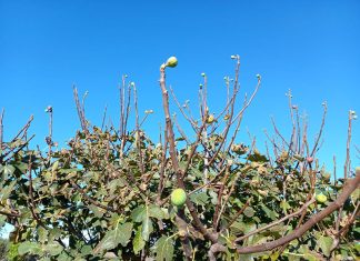 Novembre folle con ciliegi in fiore e fichi in produzione