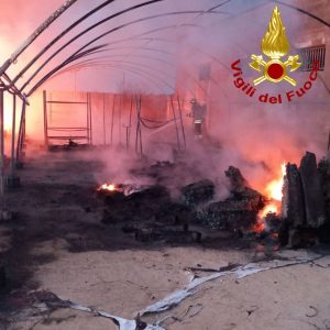 Divampa l'incendio a ridosso della statale: danni all'azienda florovivaistica - Corriere Salentino