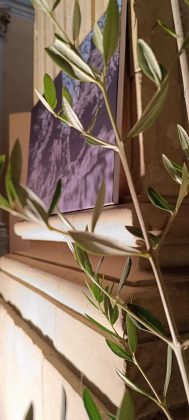 Giornata mondiale olivo, a Lecce la mostra collettiva “Post fata resurgo” - Corriere Salentino
