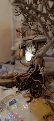 Giornata mondiale olivo, a Lecce la mostra collettiva “Post fata resurgo” - Corriere Salentino