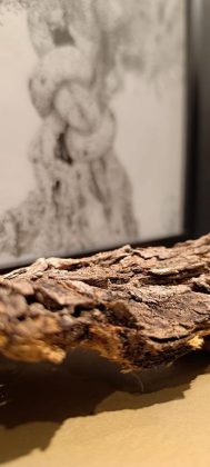 Giornata mondiale olivo, a Lecce la mostra collettiva “Post fata resurgo” - Corriere Salentino