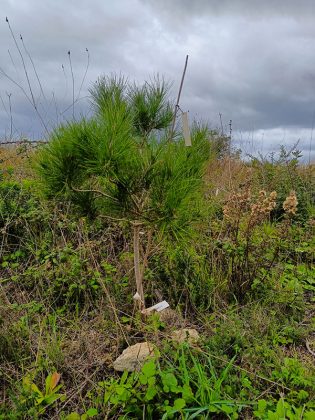 Arbolia insieme all’Orto Botanico del Salento e al Comune di Lecce per le operazioni di assistenza post impianto del bosco realizzato nel 2020 - Corriere Salentino