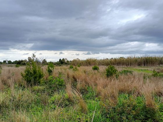 Arbolia insieme all’Orto Botanico del Salento e al Comune di Lecce per le operazioni di assistenza post impianto del bosco realizzato nel 2020 - Corriere Salentino