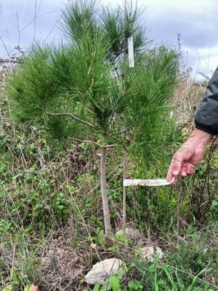 Arbolia insieme all’Orto Botanico del Salento e al Comune di Lecce per le operazioni di assistenza post impianto del bosco realizzato nel 2020 - Corriere Salentino