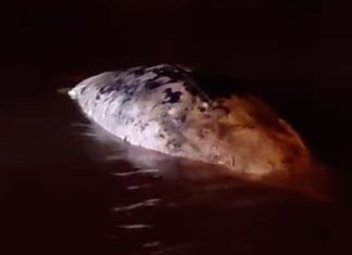 Cetaceo spiaggiato a Porto Badisco. L’esemplare trovato senza vita potrebbe essere un piccolo di balenottera