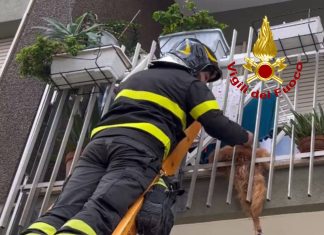 Cane in pericolo a Lecce: salvo grazie all’intervento dei Vigili del Fuoco