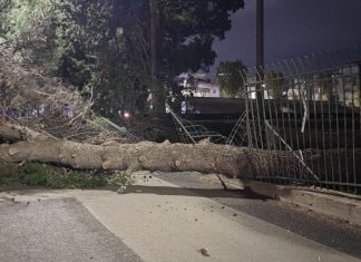Lecce, continua l’emergenza verde in città: nella tarda serata di ieri è crollato l’ennesimo grosso albero in via Smaldone