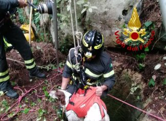 Cagnolino cade in un pozzo nel bosco: salvato dai vigili del fuoco