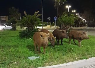 Cinghiali sul lungomare di San Cataldo, il sindaco Salvemini: “Non avvicinarsi ed evitare ogni abbandono di rifiuti organici in strada“