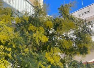 Mimose fiorite 1 mese prima, natura in tilt