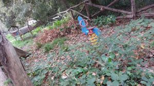 Vantaggiato (M5S): “A Collepasso si rischia di perdere il bosco plurisecolare a causa dell'evidente degrado e dell’incuria” - Corriere Salentino