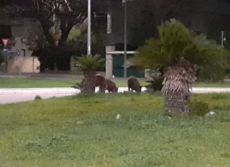 Una mandria di cinghiali a spasso a San Cataldo marina di Lecce. Lo “Sportello dei Diritti”: un pericolo per la circolazione stradale