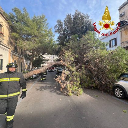 Cade l'ennesimo albero in città, auto danneggiate: paura nei pressi dell'ingresso di un nido - Corriere Salentino