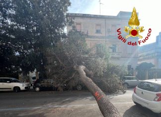 Pericolo caduta alberi. Lazzari: “Occorre censire e ridisegnare le aree verdi urbane”
