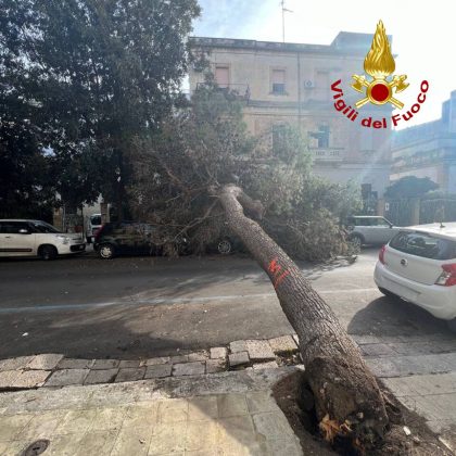 Cade l'ennesimo albero in città, auto danneggiate: paura nei pressi dell'ingresso di un nido - Corriere Salentino