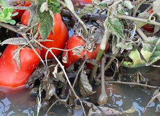 Calamità in agricoltura, il Masaf taglia i fondi per le polizze assicurative