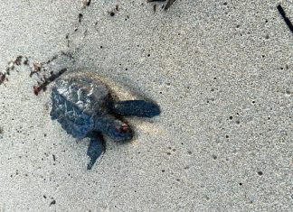 Lavori di pubblica utilità e messa alla prova a Torre Guaceto: salvata una tartarughina