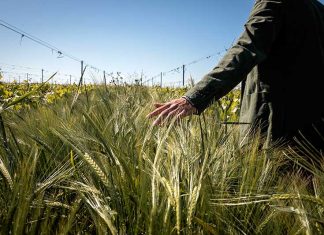 Sostenibilità ed eccellenza enologica