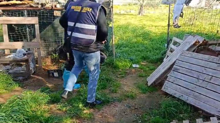 Cani ridotti alla fame e altri morti tra escrementi e sporcizia: tutta l’area sequestrata - Corriere Salentino