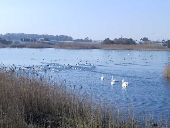 Segnaletica, accessibilità e isole ecologiche, in arrivo nuove dotazioni per Rauccio - Corriere Salentino