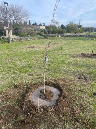 Parco di Belloluogo, nuovi alberi e arbusti - Corriere Salentino