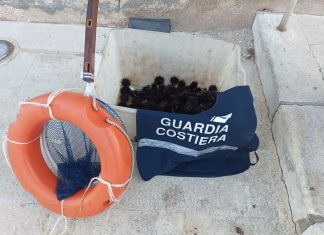A caccia di ricci in acque basse: multato pescatore illegale