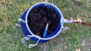 Pesca illegale di ricci sotto costa: bloccato e multato pescatore abusivo - Corriere Salentino