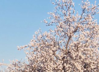 E’ primavera con mandorli fioriti a febbraio