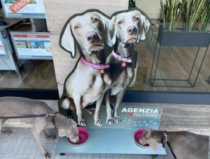 Ladri di ciotole in azione: il vandalismo di chi non ha coscienza - Corriere Salentino