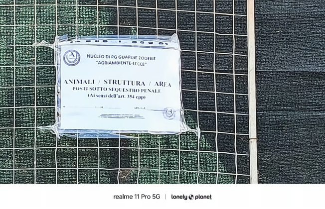 Cani ridotti alla fame e altri morti tra escrementi e sporcizia: tutta l’area sequestrata - Corriere Salentino