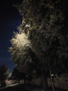 Lecce, via Adua insicura e impraticabile di sera. Marciapiedi impercorribili e buio pesto. Domanda di attualità di Pasquino: “Il sindaco intervenga subito” - Corriere Salentino