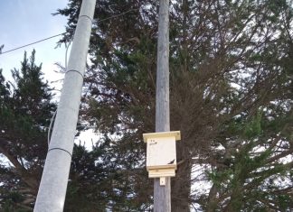 Avviata la campagna di disinfestazione, deblattizzazione e derattizzazione